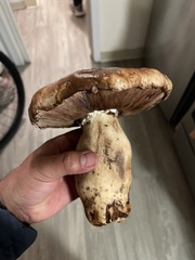 Agaricus bisporus