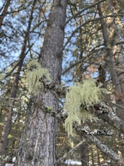 Usnea perplexans
