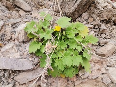 Eucnide bartonioides