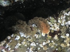 Spurilla braziliana