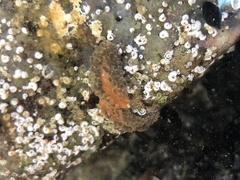 Spurilla braziliana