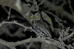 Megascops roboratus