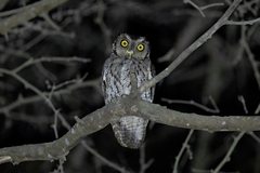 Megascops roboratus