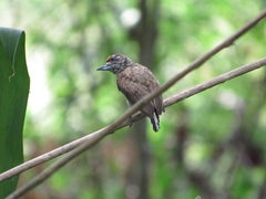 Picumnus squamulatus