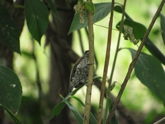 Picumnus squamulatus