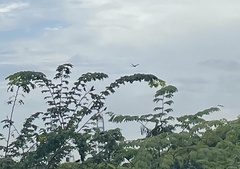 Psittacula longicauda