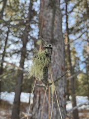 Usnea perplexans