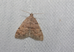 Phalaenostola eumelusalis