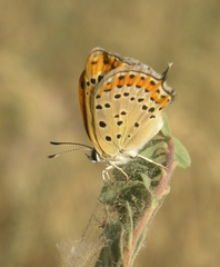 Lycaena thersamon