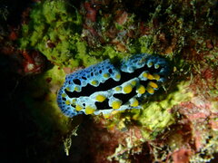 Phyllidia coelestis