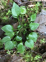 Claytonia sibirica
