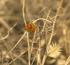 Lycaena thersamon