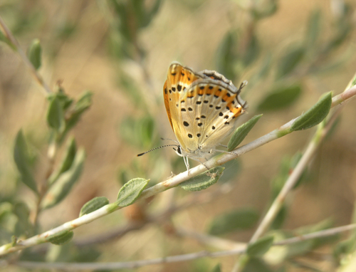 Atraphaxis virgata (Atraphaxis virgata)
