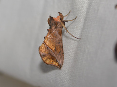 Pseudeva purpurigera