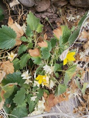 Eucnide bartonioides