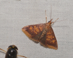 Pyrausta acrionalis