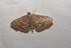 Herpetogramma aeglealis