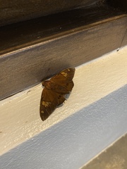 Eudaminae