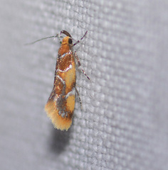 Epicallima argenticinctella