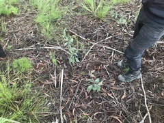 Calyptorhynchus lathami