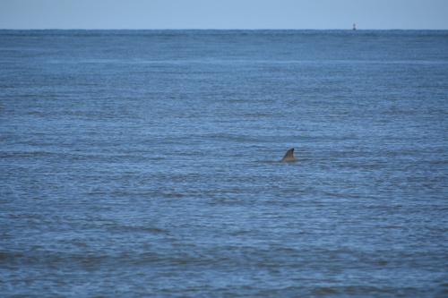 Tamanend's Bottlenose Dolphin photographed in Delaware