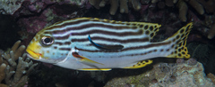Plectorhinchus lessonii