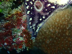 Leptoclinides reticulatus