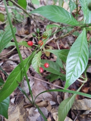 Psychotria nervosa