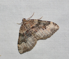 Xanthorhoe lacustrata