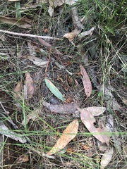 Calyptorhynchus lathami