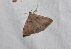 Zanclognatha laevigata
