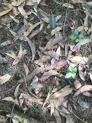 Calyptorhynchus lathami