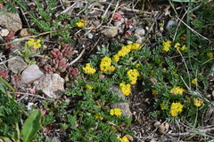 Oreoxis alpina