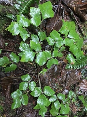 Tiarella