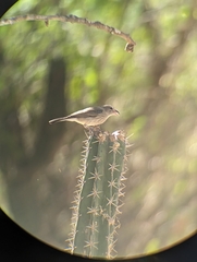 Coryphospingus pileatus