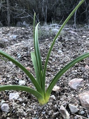 Toxicoscordion fremontii