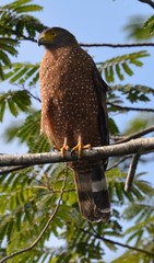Spilornis holospilus