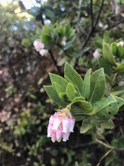 Arctostaphylos virgata