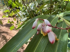 Alpinia zerumbet