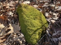 Claopodium rostratum