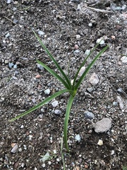 Toxicoscordion fremontii