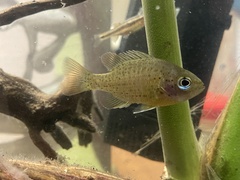 Lepomis punctatus