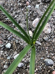 Toxicoscordion fremontii