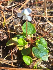 Viola primulifolia