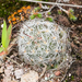 Mammillaria rettigiana - Photo (c) César Romero,  זכויות יוצרים חלקיות (CC BY-NC-SA), הועלה על ידי César Romero
