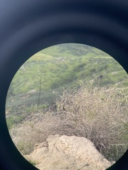 Artemisiospiza belli