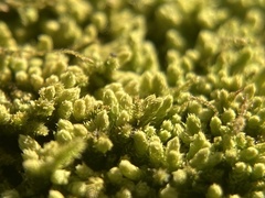 Claopodium rostratum