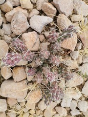 Grusonia