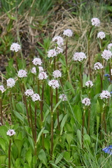 Valeriana acutiloba