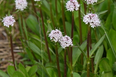 Valeriana acutiloba